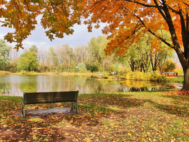 bench by a pond in the fall